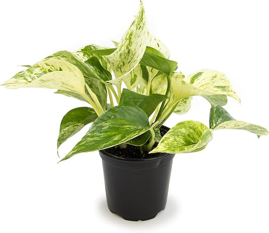 Marble Queen Pothos Plant in 4 Inch Planter Pot for Plants, Low Light Plants Live Houseplants, Pothos Live Plant Decor, Live Plants Indoor Plants Live Houseplants Live Indoor Plants by Plants for Pets
