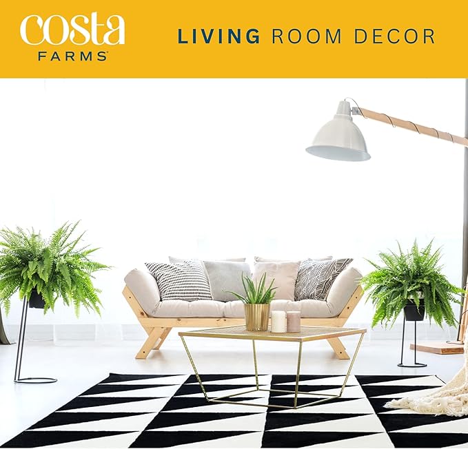 Costa Farms Ferns (2 Pack), Live Premium Boston Fern Plants in Hanging Basket Planters, Houseplants Potted in Soil Potting Mix, Outdoor Garden Gift, Beautiful Home Patio Décor, 16-Inches Tall