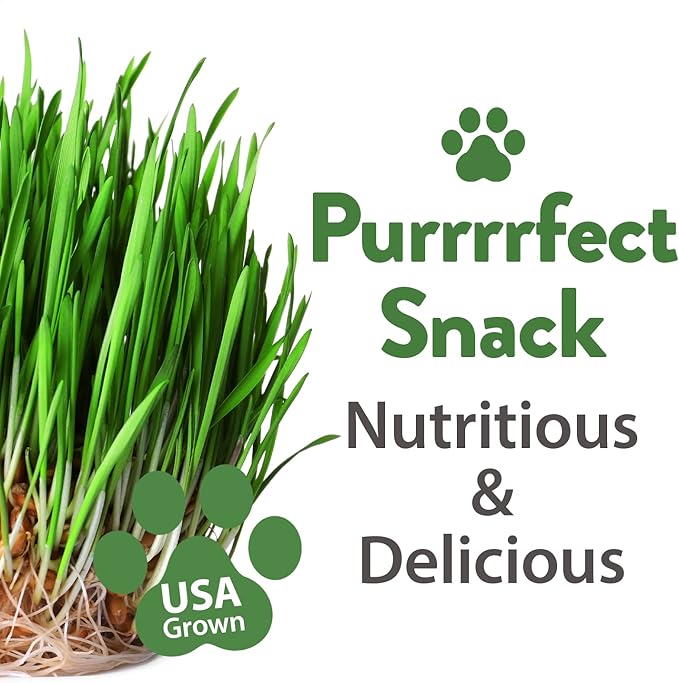 HOME GROWN 30,000+Cat Grass Seeds (6oz) 𝗡𝗢𝗡-𝗚𝗠𝗢 𝗨𝗦𝗔 Heirloom Barley & Oat Mix – Refill for Indoor Cat Grass Growing Kit – Safe Healthy Green Grass for Cats – Pet Grass for Eating & Digestion