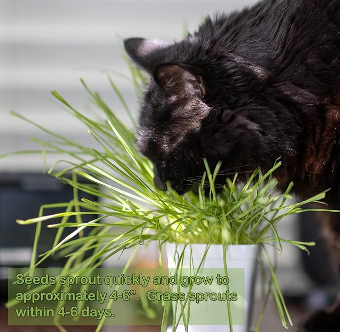 Cat Grass Refill Kit (3)