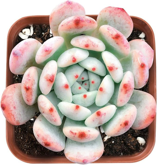 Live Succulent Echeveria 'Biante', Approx 2-inch Large, Potted Succulents, Fully Rooted, Easy Care House Plants