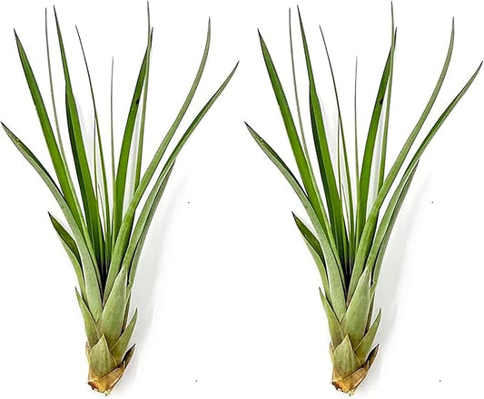 Air Plants - Tillandsia Fasciculata Tricolor, Large 4-6" - 2ct - Live Arrival Guaranteed - House Plants for Home Decor & Gift