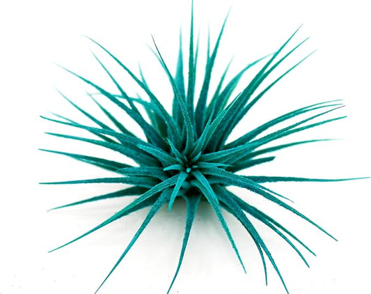Dyed Tillandsia Ionantha Guatemala Enhanced Colored Colorful Air Plant Live Easy Care Indoor Outdoor Home Decor Gift Airplant by Awesome Industries Live Arrival Guaranteed (Teal)