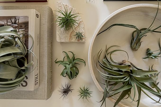 Air Plants - Tillandsia Variety Pack, Regular 1-3" - 6ct - Live Arrival Guaranteed - House Plants for Home Decor & Gift