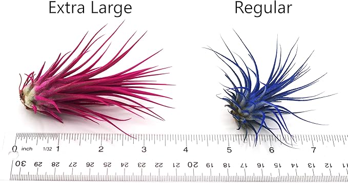 Live Extra Large Tillandsia Ionantha Guatemala Colorful Air Plant 3+ inch Enhanced Color Easy Care Indoor Outdoor Home Decor Gift Airplant by Awesome Industries (Light Blue XL)