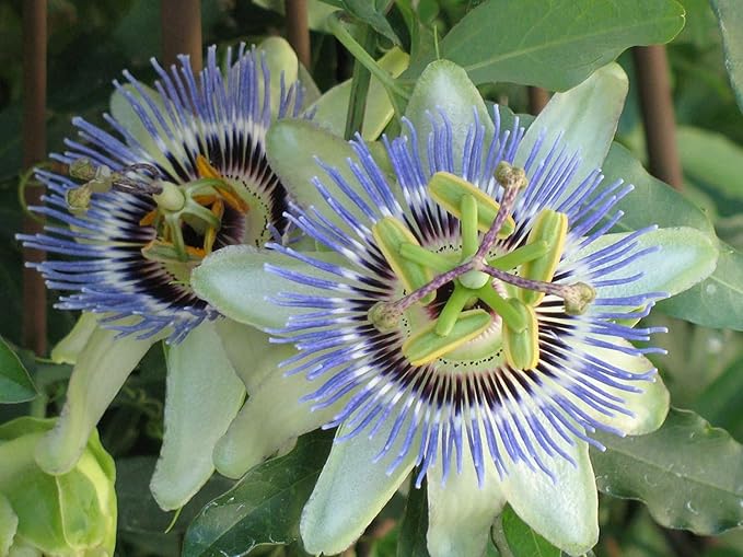 Premium Passion Fruit Potting Soil Mix - Perfect Balance of Nutrients, Drainage, and Aeration for Thriving Passion Fruit Vines - 4 Quart