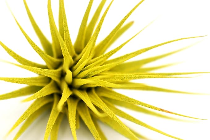 Dyed Tillandsia Ionantha Guatemala Enhanced Colored Colorful Air Plant Live Easy Care Indoor Outdoor Home Decor Gift Airplant by Awesome Industries Live Arrival Guaranteed (Yellow)