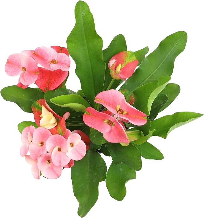 Euphorbia Crown of Thorns Plant Decor, Perennial Plants Ready to Plant, Cactus Plants Live Houseplants, Outdoor Plants Live House Plants Live Plants Indoor Plants Live Houseplants by Plants for Pets