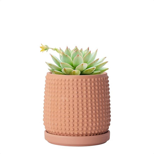 D'vine Dev 4 Inch Terracotta Beaded Planter Pot - Flower Pot with Drainage Holes and Saucers for Indoor Succulent Plants or Flowers,Terracotta, 27-C-Z-7