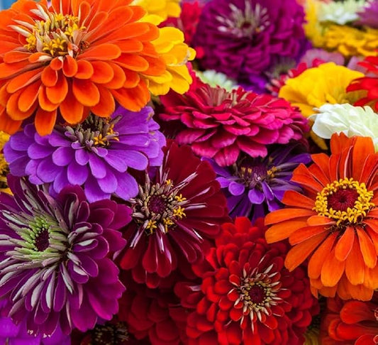 Zinnia Seeds for Planting – Non-GMO Heirloom Zinnia Flowers – Full Instruction Packets to Plant in Your Home Outdoor Garden – Gardening Gift – 50 California Giant Zinnia Seeds (2 Packets)
