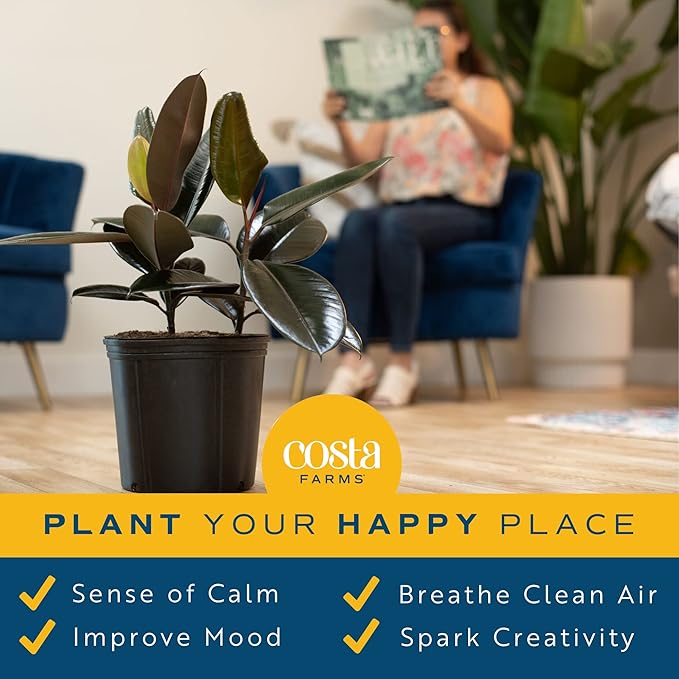 Costa Farms Burgundy Rubber Plant, Live Indoor Ficus Elastica Tree, Live Indoors Houseplant in Nursery Pot, Potting Soil Mix, Gift for Housewarming New House, Home or Office Decor, 2-3 Feet Tall