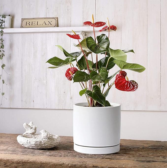 Aveyas 8 inch Ceramic Plant Pot with Drainage Hole and Saucer - Suitable for Indoor and Outdoor Use, Modern Planters for House Garden Flower Tree Snake Monstera Plants (8", Matte White)