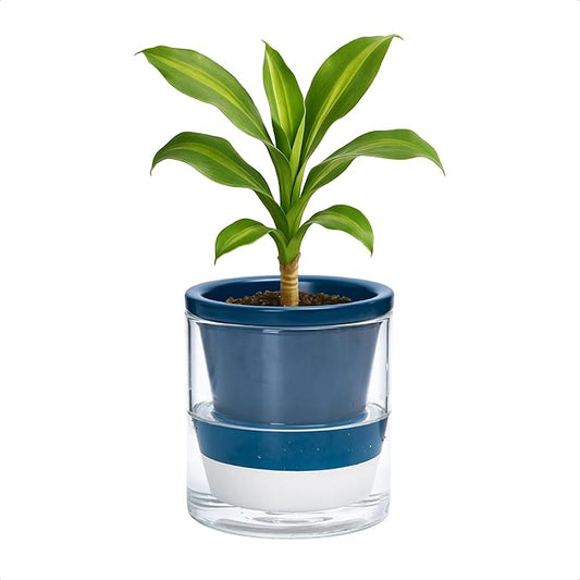 D'vine Dev 4 Inch Design Self Watering Planter for Indoor Plants, Blue Terracotta Pot with Cylinder Glass Cup, 37-X-A-4
