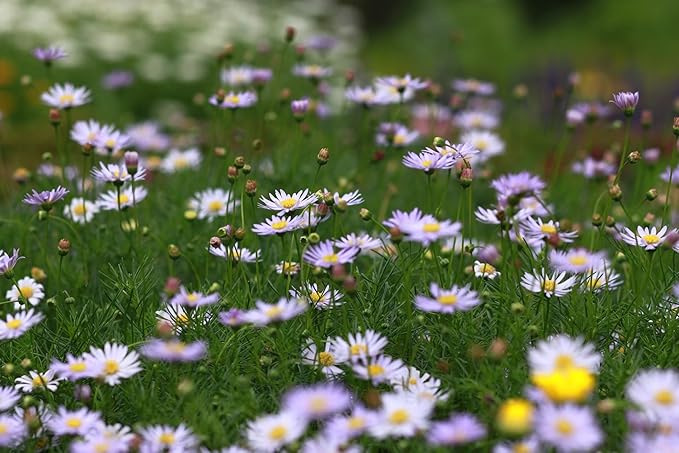 Set of 500 Assorted Flower Seed Packets! Flower Seeds in Bulk - 20+ Varieties Available! (500)
