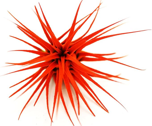 Live Extra Large Tillandsia Ionantha Guatemala Colorful Air Plant 3+ inch Enhanced Color Easy Care Indoor Outdoor Home Decor Gift Airplant by Awesome Industries (Orange XL)