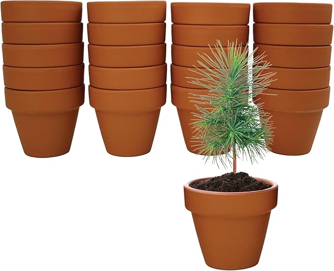 BUZZY Seeds Spruce Terracotta Mini Grow Pots | Tree Starter Kit for Kids & Adults | Bulk 20-Pack | Guaranteed to Grow | Best Indoor Grow Your Own Gardening Gift | Craft & Classroom Projects