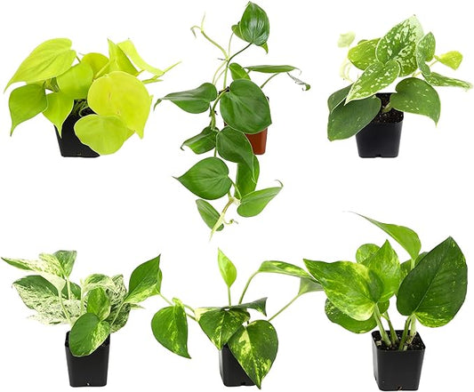 Plentiful Pothos & Philodendron (6-Pack), Pothos Live Plant Decor, Office Plants, Real Plants, Easy Indoor Plant, House Plants Indoors Live Plants Indoor Plants Live Houseplants by Plants for Pets