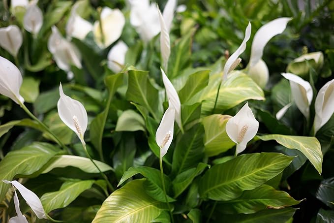 Gardenera's Professional Grade Potting Mix for Peace Lilies : The Perfect Growing Environment for Your Indoor Plants [2-Quart Bag]