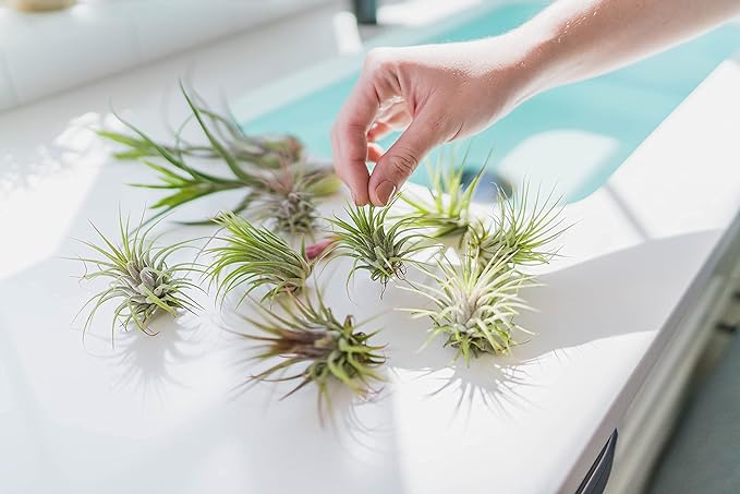 12 Pack of Classic Air Plants Variety - Live Succulent House Plants - Available in Wholesale and Bulk - Home and Garden Decor - Easy Care Indoor/Outdoor Air Plant