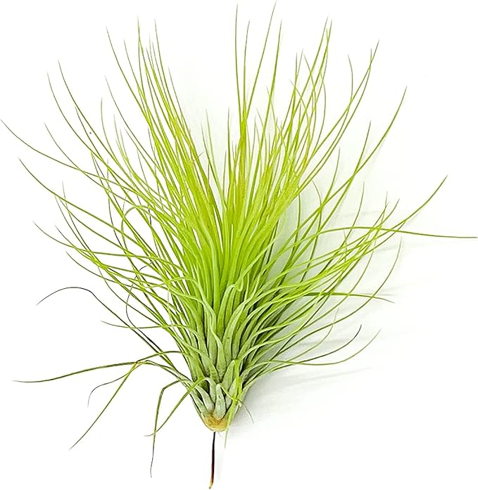 Air Plants - Tillandsia Andreana, Large 4-6" - 5ct - Live Arrival Gauranteed - House Plants for Home Decor & Gift