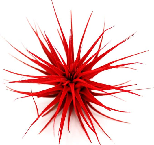 Live Extra Large Tillandsia Ionantha Guatemala Colorful Air Plant 3+ inch Enhanced Color Easy Care Indoor Outdoor Home Decor Gift Airplant by Awesome Industries (Red XL)