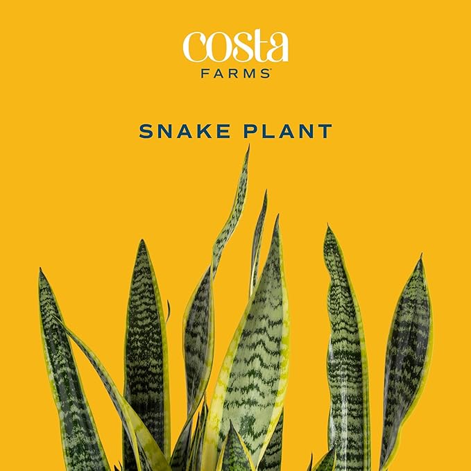 Costa Farms Snake Plant, Live Indoor Sansevieria Plant, Easy to Grow Succulent Houseplant Potted in Indoor Plant Pot, Potting Soil Mix, Home and Room Decor, Fits Shelves, Tabletops, 8-Inches Tall