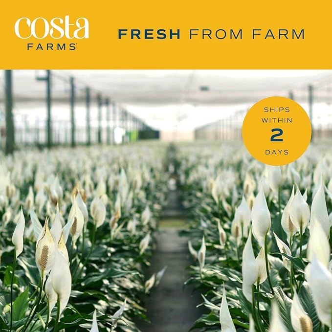 Costa Farms Peace Lily Plant, Live Indoor Houseplant with Flowers Potted in Indoors Garden Plant Pot, Air Purifying Potting Soil, Birthday, New House Gift, Home, Office and Room Decor, 2-3 Feet Tall