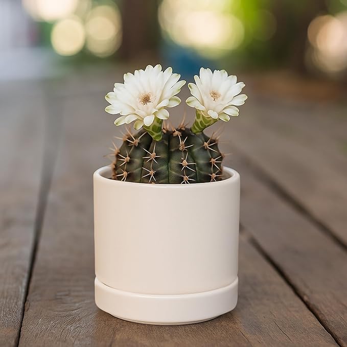 D'vine Dev Set of 4 Small Ceramic Plant Pots, 3.5 Inch Succulent Planter Pot for Plants with Drainage Hole and Saucer, Oatmeal, 94-X-A-8