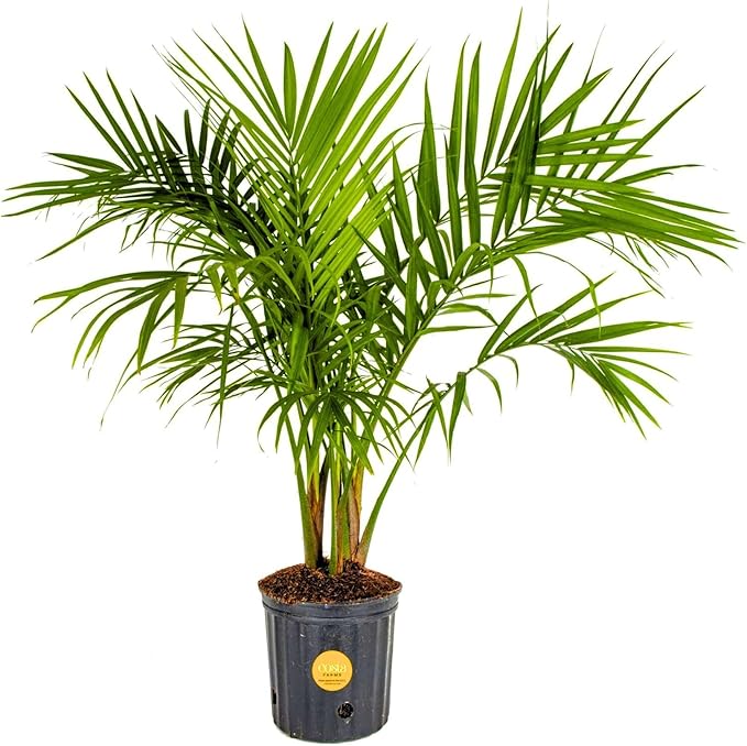 Costa Farms Majesty Palm Live Plant, Indoor and Outdoor Palm Tree, Potted in Plant Pot and Soil, Tropical Floor Houseplant, Housewarming, Patio, Balcony, Office, Home, and Room Decor, 3-4 Feet Tall