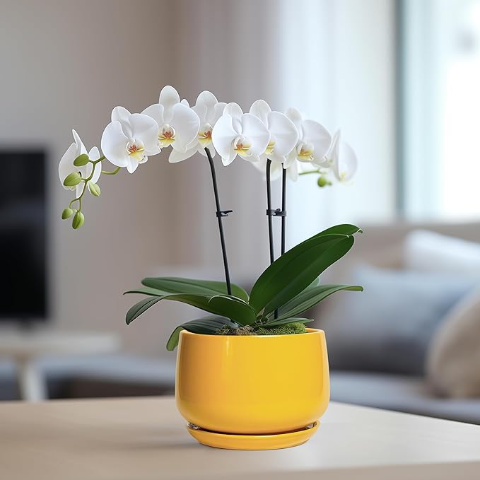 G EPGardening Ceramic Plant Pot - 6 Inch Ceramic Planter with Drainage Hole and Tray, Modern Round Planter, Flower Pot for Indoor Outdoor Plants, Plants Lovers Gifts, House Garden Decor, Yellow