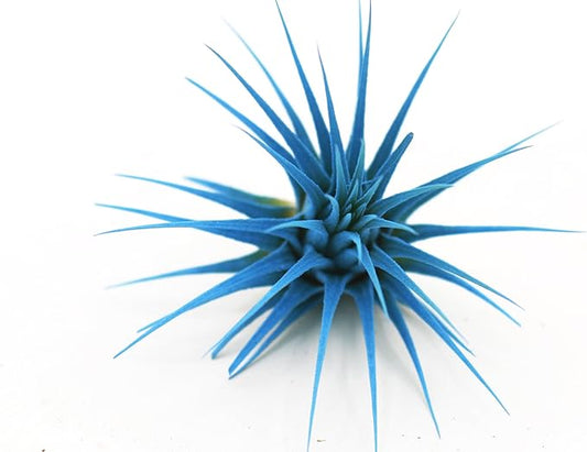 Dyed Tillandsia Ionantha Guatemala Enhanced Colored Colorful Air Plant Live Easy Care Indoor Outdoor Home Decor Gift Airplant by Awesome Industries Live Arrival Guaranteed (Light Blue)