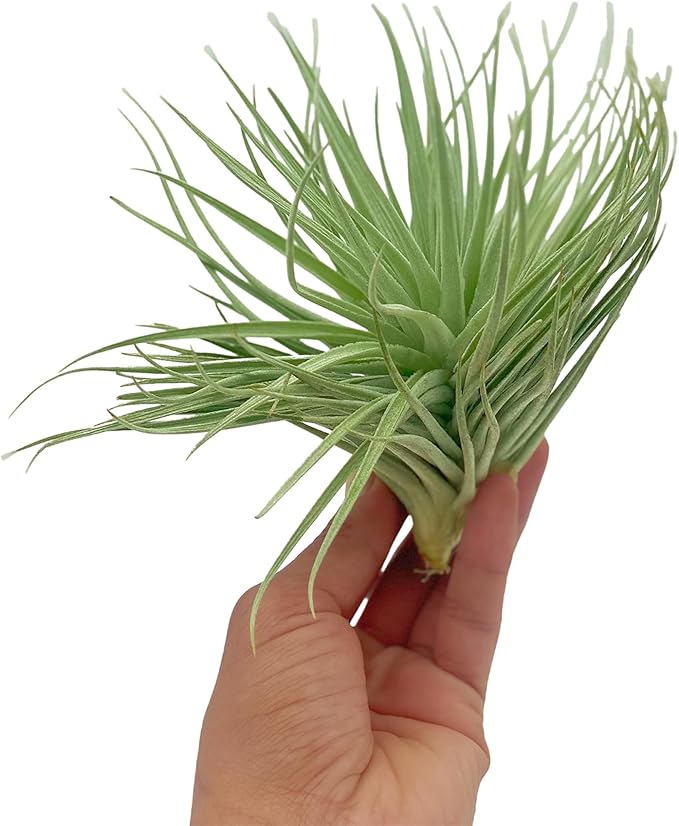Air Plants - Flowering Tillandsia Rose BAER, Large 5" - 5ct - Live Arrival Guaranteed - House Plants for Home Decor & Gift