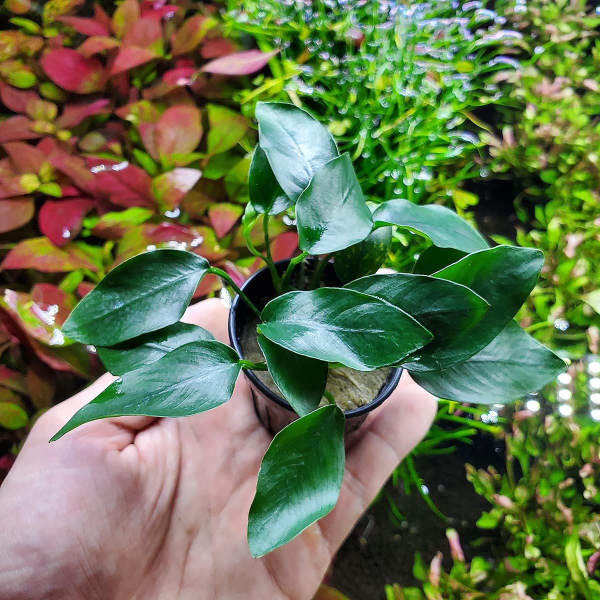 Anubias Live Aquarium Plants - Potted Freshwater Plant for Fish Tanks, Terrariums - Beginner Friendly Low Light (Congensis Mini, 1 Pot)