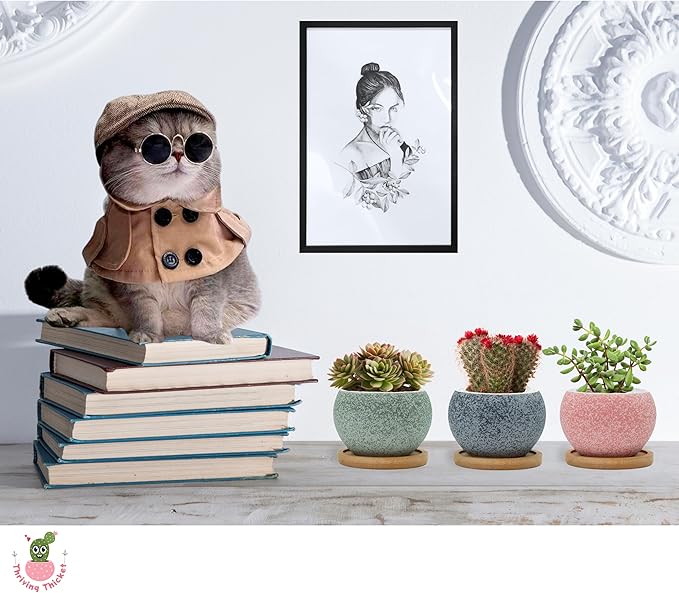 3 inch Ceramic pots for Plants, Small Succulent Pots Set with Drainage, 6 Pack Flower Pot for Indoor Plant, Decorative Planters for Little or Mini Cactus