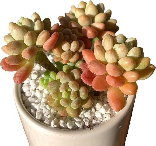 Sedum Caviar Rare Live Succulent Plants, Pink Cluster 3 Live Plant, Package Without Pot Soil, Garden Indoor Office Desk, Wedding Party Baby Shower Decoration, Friend Plant Lovers Gifts
