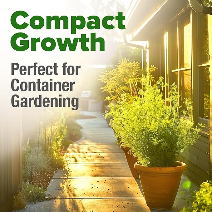 HOME GROWN 𝗨𝗦𝗔 𝗣𝗥𝗘𝗠𝗜𝗨𝗠 Dill Seeds for Planting 1,014 Bouquet Dill Seeds 𝗡𝗢𝗡-𝗚𝗠𝗢 and Heirloom Herb Seeds for Planting Outdoors, Grow Your Fragrant Dill Herb Garden (Anethum graveolens)