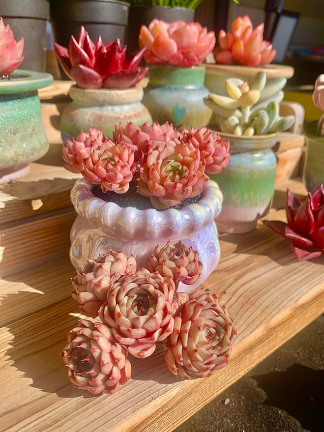 Echeveria Ben Badis Rare Live Succulent Plants, Red 4-5 Heads 3" Live Plant, Package Without Pot & Soil, Garden Indoor Office Desk, Wedding Party Baby Shower Decoration, Friend Plant Lovers Gifts