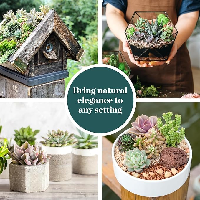 Shop Succulents Assorted Succulent Plant Pack Collection - Live Mini Succulent Plants, Low Maintenance, Mixture of Colors & Textures - Wedding and Party Favors, Gift & Garden, Pack of 100