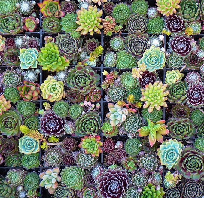 Edward Tools Fairy Garden Tool Set - Stainless Steel rake, Trowel and Transplanter - Bonsai Tools - Perfect Size for manicuring Succulents, Fairy Garden or Bonsai - Rust Proof