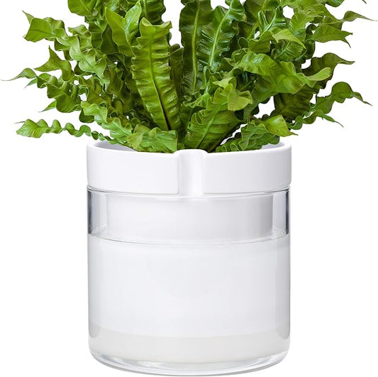 Phoenix Vine 8 Inch Self Watering Planter, White Terracotta Clay Pot with Glass Reservoir for Indoor Plants, Herbs, Flowers, Set of 1, 52-B-H-1