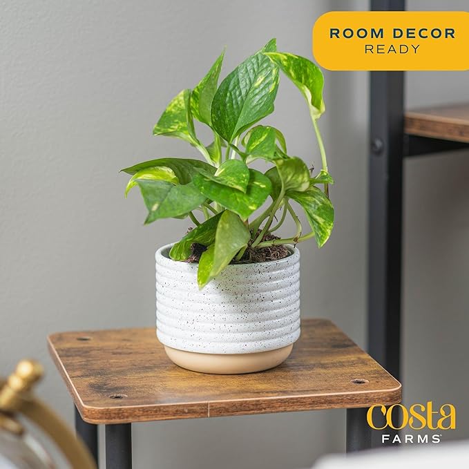 Costa Farms Live Pothos Plant, Easy Care Vining Live Indoor Houseplant, Air Purifying Trailing Plant Potted in Premium Decor Pot, Potting Soil, Gift for Office and Home Decor, 8-Inches Tall