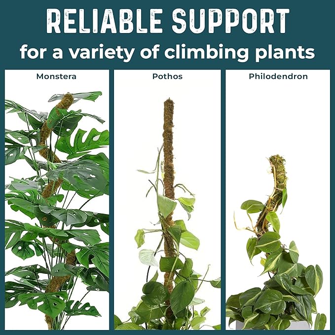 2 Pack 42'' Bendable Moss Pole Monstera Plant Support - Real Forest Moss for Climbing Indoor Plants - Stakes for Potted Climbers - Tall Sticks Indoor Trellis for Houseplants - Pot Accessories