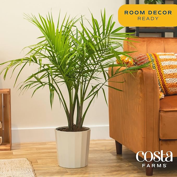 Costa Farms Majesty Palm Live Plant, Indoor and Outdoor Live Palm Tree, Potted in Natural Plant Pot, Tropical Patio, Balcony, Home and Room Decor, Houseplant Gift for Housewarming, 3-4 Feet Tall