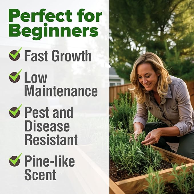 HOME GROWN 𝗨𝗦𝗔 𝗣𝗥𝗘𝗠𝗜𝗨𝗠 Rosemary Seeds Pack - 150 High Germinating 𝗡𝗢𝗡-𝗚𝗠𝗢 Heirloom Herb Seeds for Planting in Indoor or Outdoor Herb Gardens (Salvia rosmarinus)