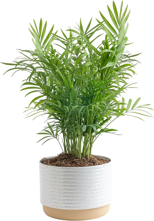 Costa Farms Parlor Palm, Neanthebella Tropical Live Plant, Easy to Grow Palm Houseplant Potted in Décor Plant Pot, Unique Plant Lover Gift, Living Room Home and Office Décor, 1 Foot Tall