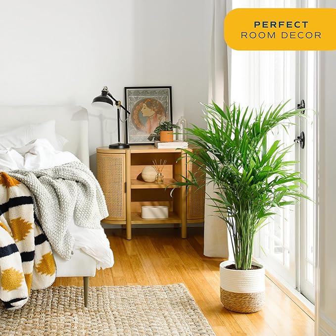 Costa Farms Majesty Palm Live Plant, Indoor and Outdoor Palm Tree, Potted in Plant Pot and Soil, Tropical Floor Houseplant, Housewarming, Patio, Balcony, Office, Home, and Room Decor, 3-4 Feet Tall