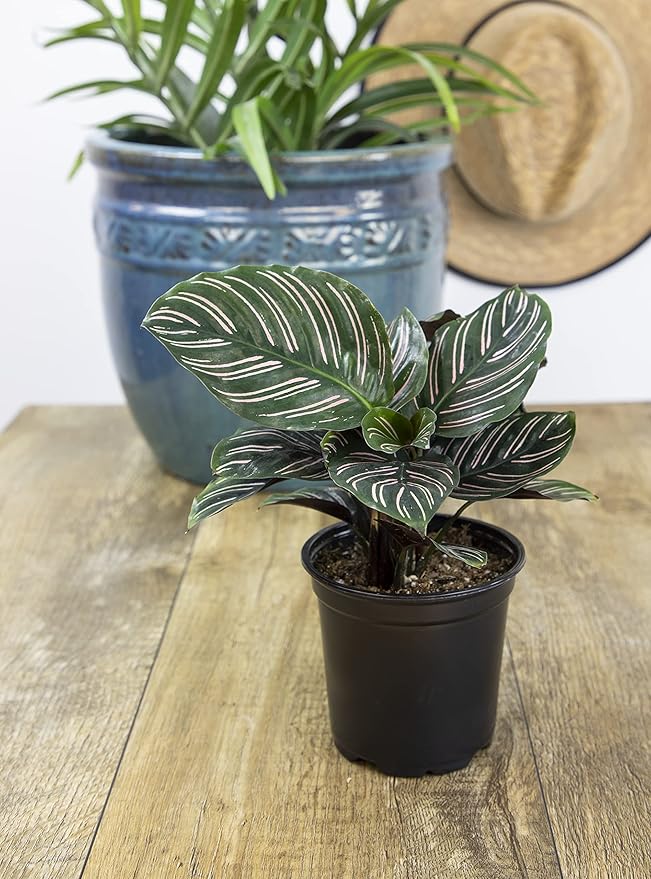Calathea Prayer Plants Live House Plants Kit (4 PK), Calathea Plant Live Indoor Plants Live Houseplants, Live House Plants Indoors Live Plants Indoor, Live Indoor House Plants Live by Plants for Pets
