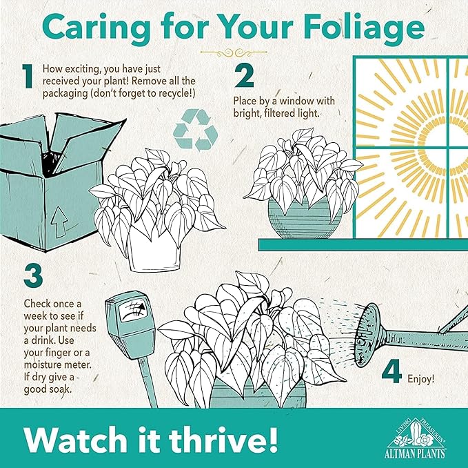 Altman Plants Live Houseplants (12PK), Indoor Plants for Delivery Prime, Live Plants and Gardening Gifts for Plant Lovers, Planters for Indoor Plants with Potting Soil, Live House Plants Indoors Live