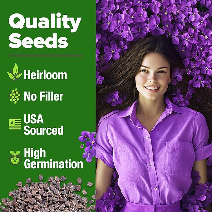 HOME GROWN 𝗨𝗦𝗔 𝗣𝗥𝗘𝗠𝗜𝗨𝗠 Aubrieta Rock Cress Purple, Flowering Ground Cover Seed Pack, Perennial Cress Seeds for Planting Outdoor Lawn Gardens 300 𝗡𝗢𝗡-𝗚𝗠𝗢 Aubrieta deltoidea Flower Seeds
