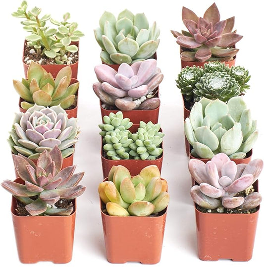 Shop Succulents Mini Succulent Plant Pack Collection - Live 2" Succulent Plants, Low Maintenance, Beautiful Colors & Textures - Wedding and Party Favors, Gift & Garden, Pack of 12